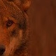 Red Wolf Country Radio logo